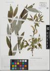 Foto von Salix fragilis L.